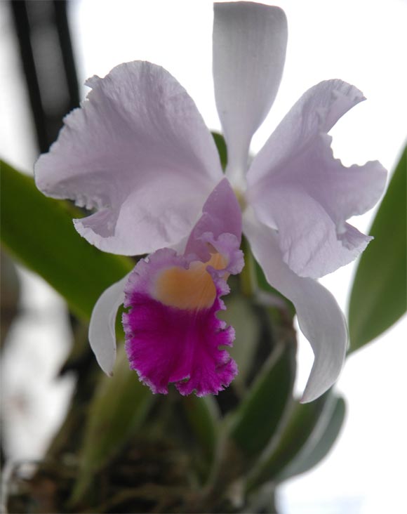 Orquídea en el Orquideario de Soroa en Pinar del Río, uno de los sitios de visita obligada por su belleza. AIN Fotos: Abel Padrón Padilla