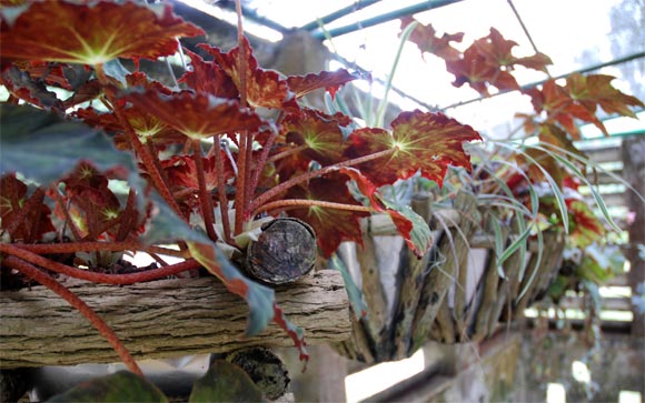 Exposición de plantas de diferentes especies en el Orquideario de Soroa en Pinar del Río, uno de los sitios de visita obligada por su belleza. AIN Fotos: Abel Padrón Padilla