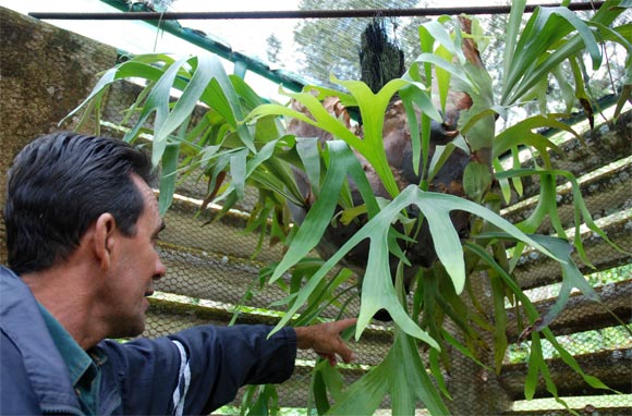 Visitante en el Orquideario de Soroa en Pinar del Río, uno de los sitios de visita obligada por su belleza. AIN Fotos: Abel Padrón Padilla 